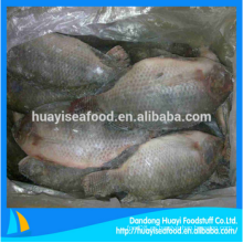 Nuevos frescos congelados congelados todo tilapia pescado con precio perfecto y excelentes servicios